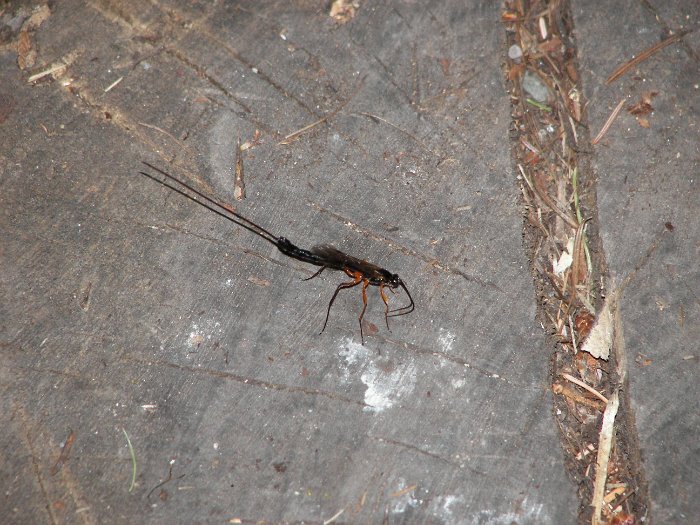 Kanada 2007 Fish Creek (1)